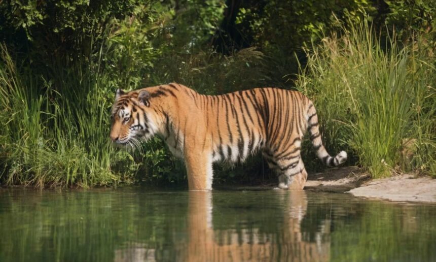 Czy tygrysy potrafią pływać